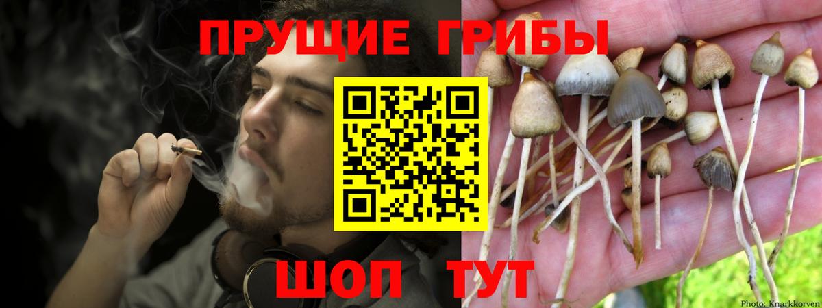 Иваново  Галлюциногенные грибы Psilocybine cubensis  Вход с VPN 
